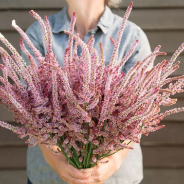 Статиця Суворова рожева