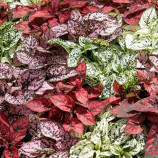 Гипоэстес Конфетти смесь (mix) 