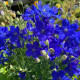 Делфикс синий (blue) семена дельфиниума крупноцветкового 30-40 см (Syngenta)