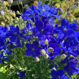 Дельфініум багатоквітковий Делфікс синій 