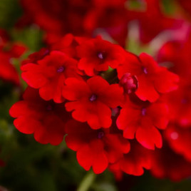 Вербена гибридная Кварц XP F1 скарлет