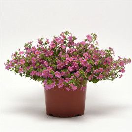 Бакопа Пинктопия F1 розовая