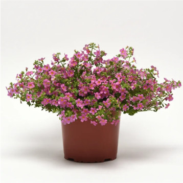 Бакопа Пинктопия F1 розовая