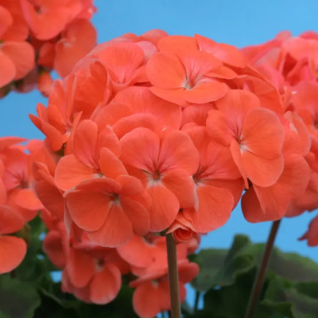 Пеларгонія Йітка F1 лососева