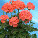 Йитка F1 семена пеларгонии лососевой 25-35см (Cerny)
