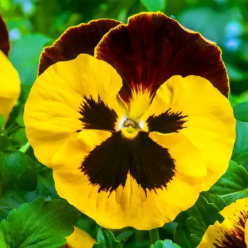 Віола Інспаєр F1 жовта з червоним крилом