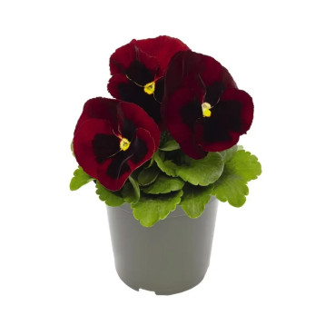 Віола Інспаєр Делюкс F1 червона з вічком