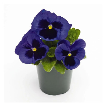 Инспаер Плюс F1 синий с глазком семена виолы (Benary)