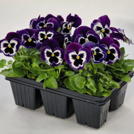 Віола Інспаєр Плюс F1 фіолетово-біла