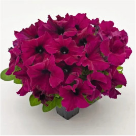 Петуния грандифлора Саксес HD F1 бургунди