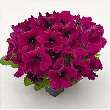 Петунія грандіфлора Саксес HD F1 бургунді