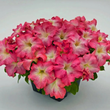 Петунія грандіфлора Саксес HD F1 лососевий ранок 