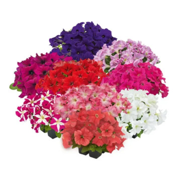 Петунія грандіфлора Саксес HD F1 суміш 