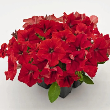 Петуния грандифлора Саксес HD F1 красная 