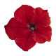 Петунія грандіфлора Саксес HD F1 червона