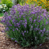 Лаванда Хидкоут