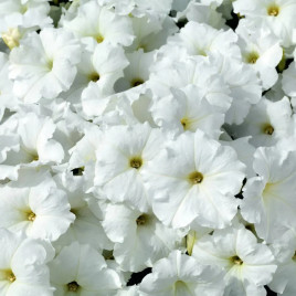 Саксес F1 TR белая (white) семена петунии ампельной 25-30см (Benary)