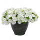 Саксес F1 TR белая (white) семена петунии ампельной 25-30см (Benary)