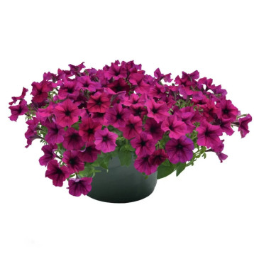 Петуния Саксес F1 TR бургунди 