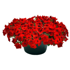 Петунія Саксес F1 TR червона 