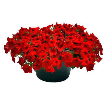 Петуния Саксес F1 TR красная 