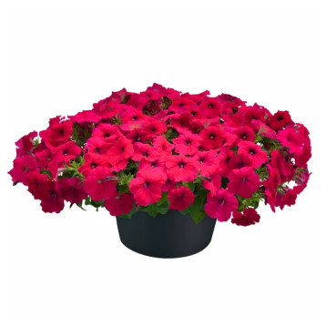 Петуния Саксес F1 TR розовая