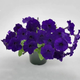 Саксес F1 TR синяя (blue) семена петунии ампельной 25-30см (Benary)