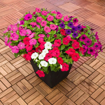 Саксес F1 TR смесь (mix) семена петунии ампельной 25-30см (Benary)