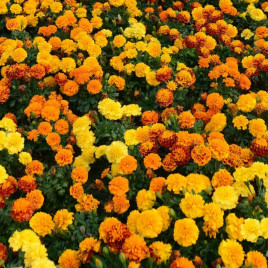 Бархатцы Хот Пак смесь 