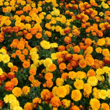 Бархатцы Хот Пак смесь 