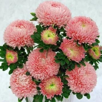 Астра Сиринга лососево-розовая 