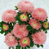 Астра Сиринга лососево-розовая 