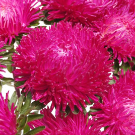 Астра Балун темно-розовый 