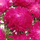 Астра Балун темно-розовый 