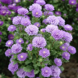Астра Трубадур лавандовая