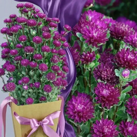 Айстра Трубадур темно-пурпурова