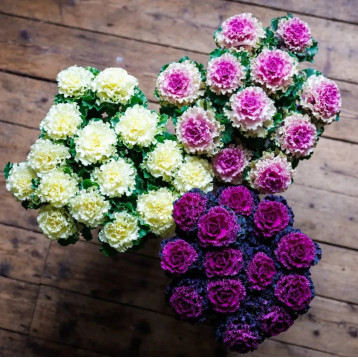 Крейн Раффл F1 mix насіння декоративної капусти 60-90см (Takii Seeds)