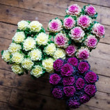 Крейн Раффл F1 mix насіння декоративної капусти 60-90см (Takii Seeds)