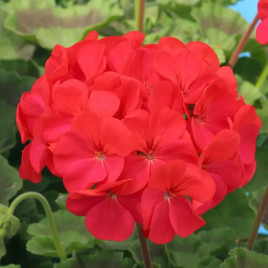 Пеларгония Мирка F1 карминовая