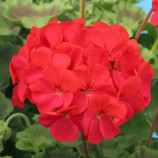 Пеларгонія Мірка F1 кармінова