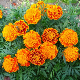 Бархатцы раскидистые Медовые соты
