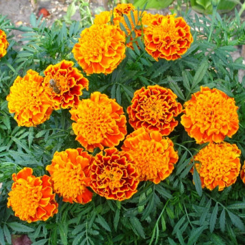 Бархатцы раскидистые Медовые соты