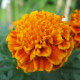Медовые соты семена бархатцев 25-30см (Hem Zaden)
