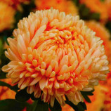 Айстра Леді Корал помаранчево-абрикосова