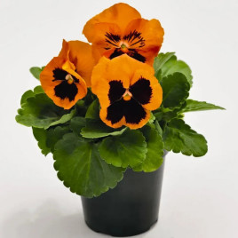 Инспаер Плюс F1 оранжевая с глазком семена виолы (Benary)