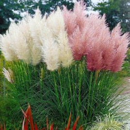 Пампаське перо суміш насіння кортадерії багаторіч.