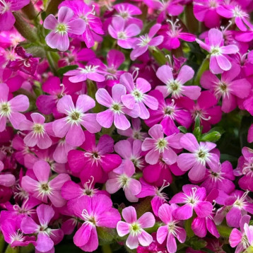 Сапонарія базиліколиста насіння