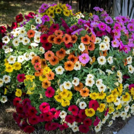 Петунія Зорепад F1 суміш 