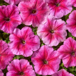 Петуния София F1 розовая с прожилками