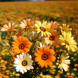 Диморфотека Африканська ромашка суміш 